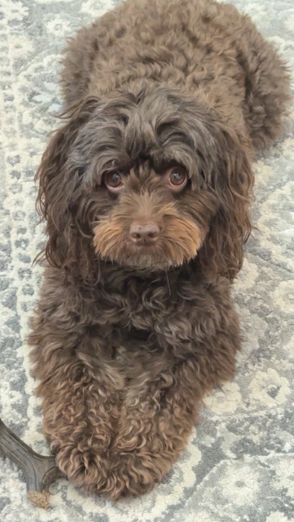 Pet