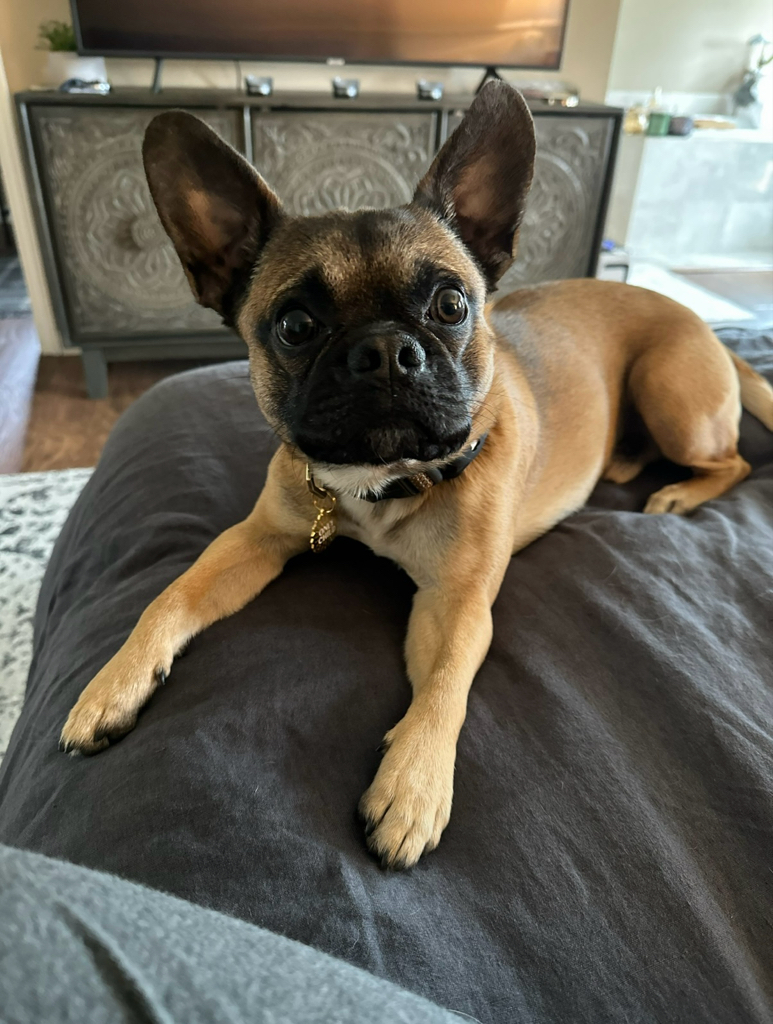 Pet