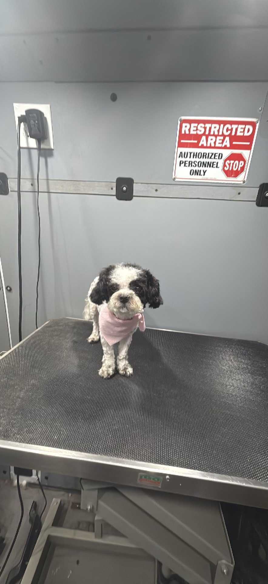 Pet