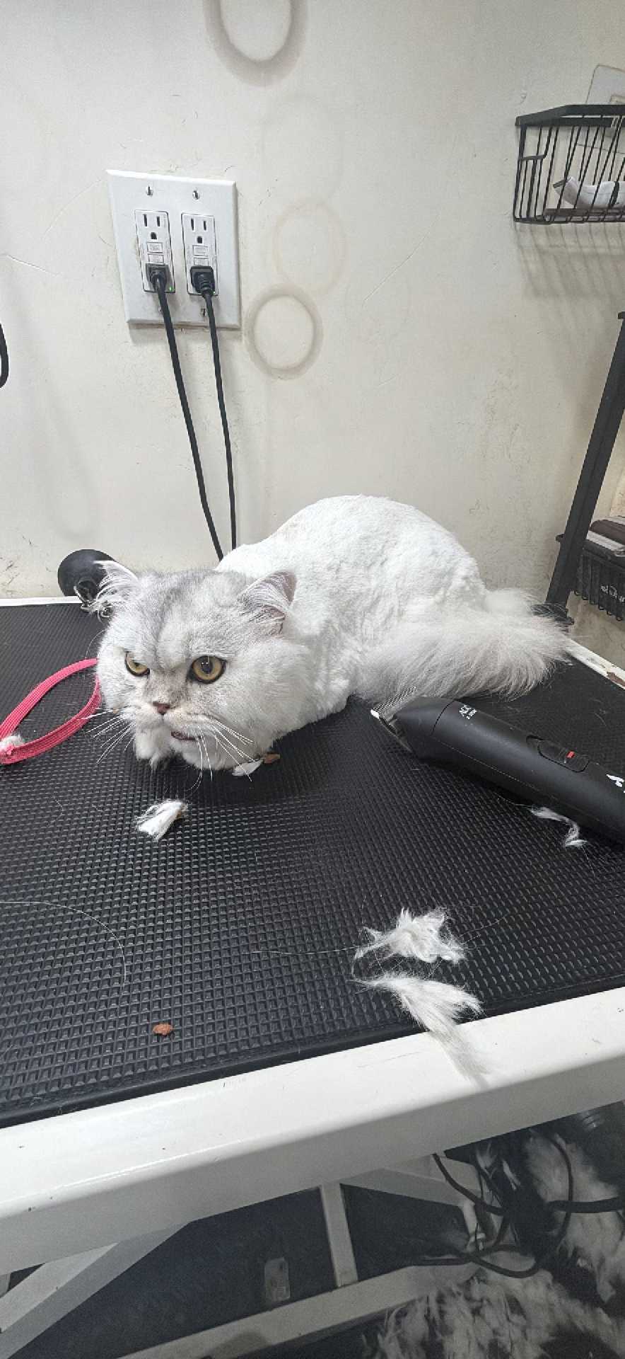 Pet
