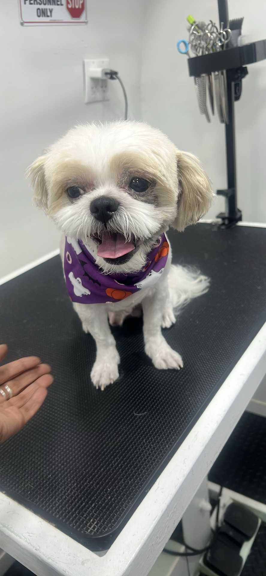 Pet