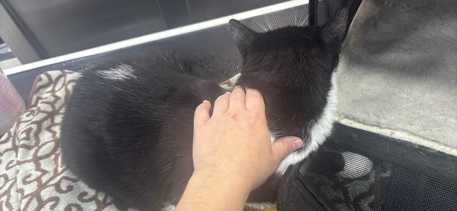 Pet