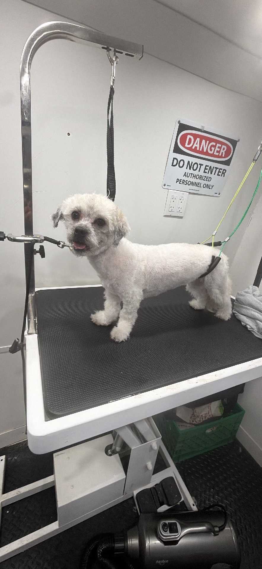 Pet