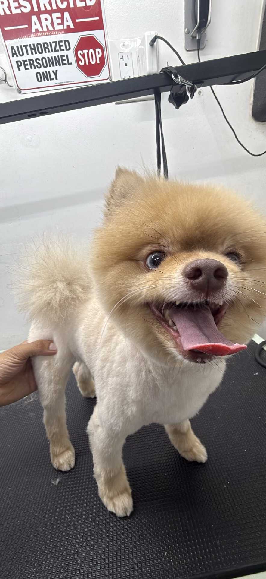 Toffee