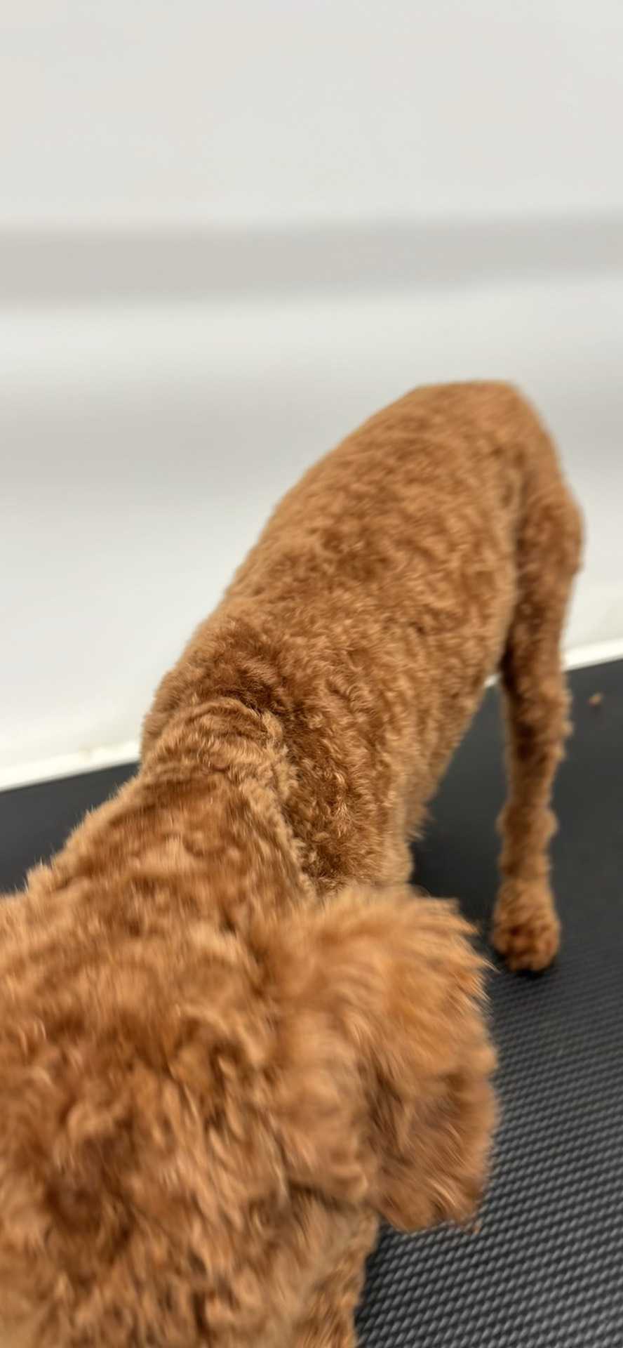 Pet