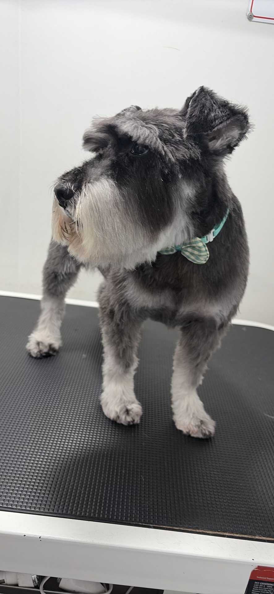 Pet
