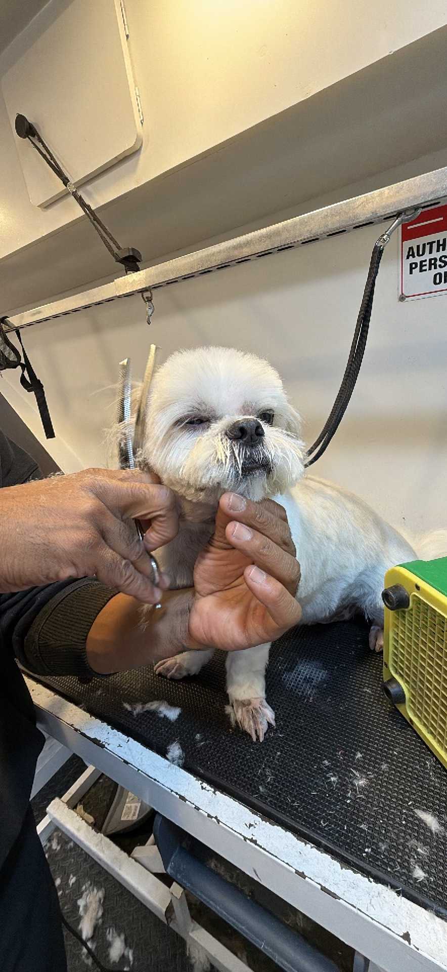 Pet