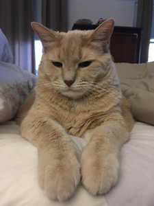 Papi Chulo