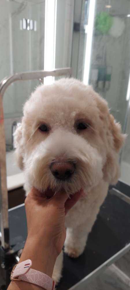 Dog Pet Photo