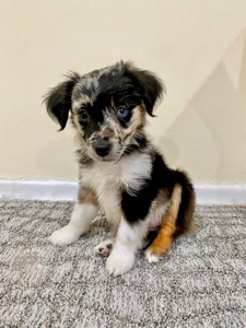 Chloe