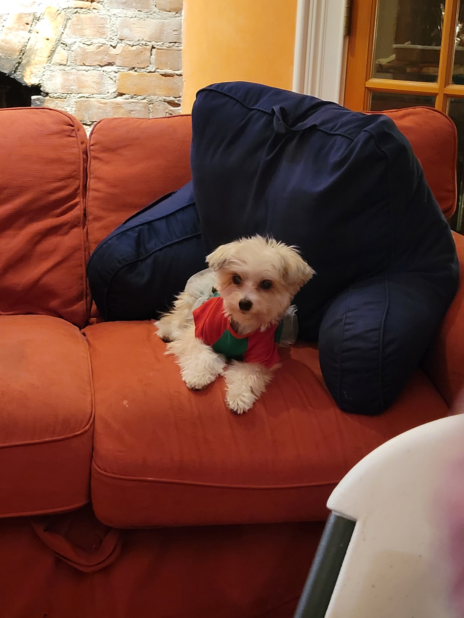 Pet