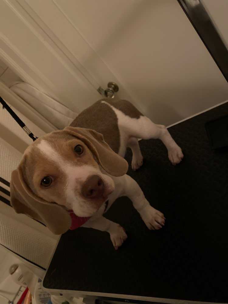 Amelia