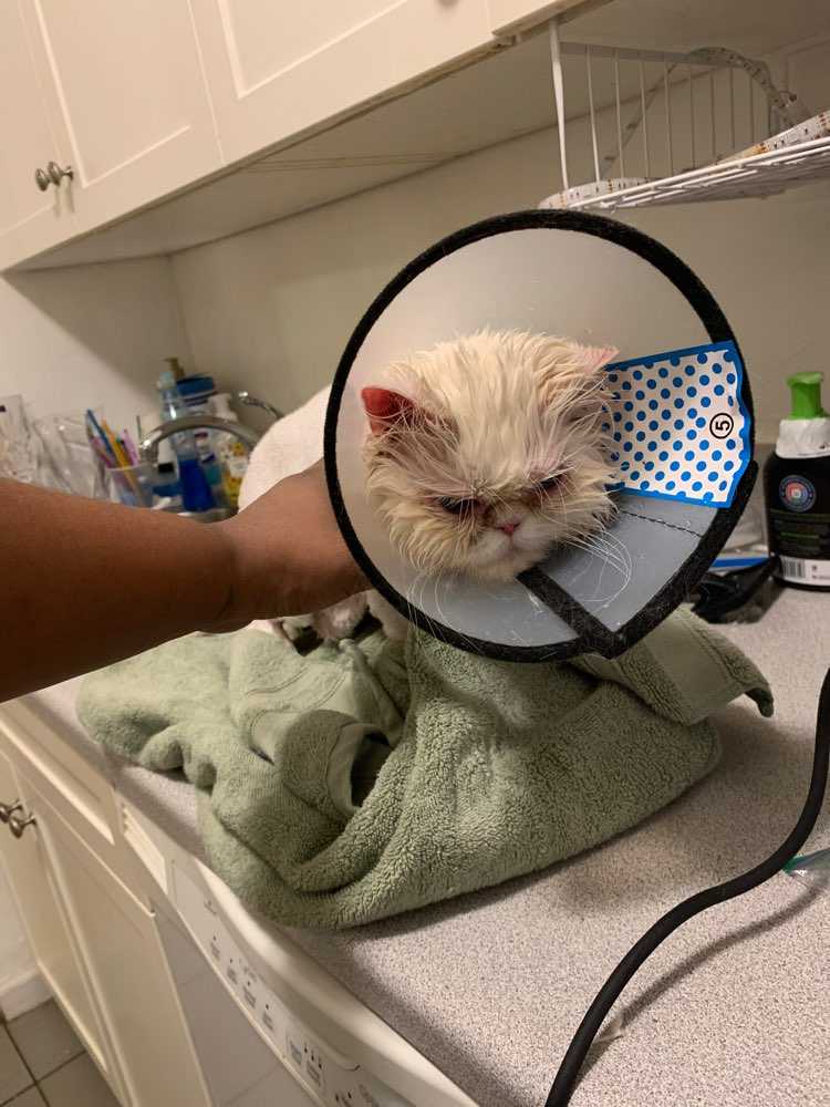 Bebe