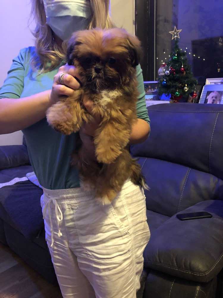 Koko