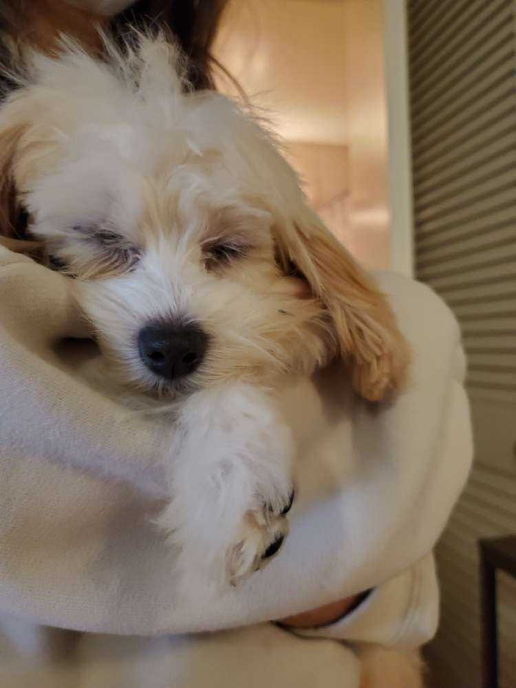 Dog Pet Photo
