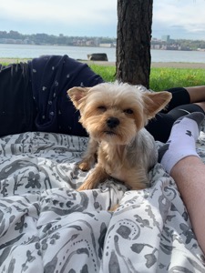 Dog Pet Photo