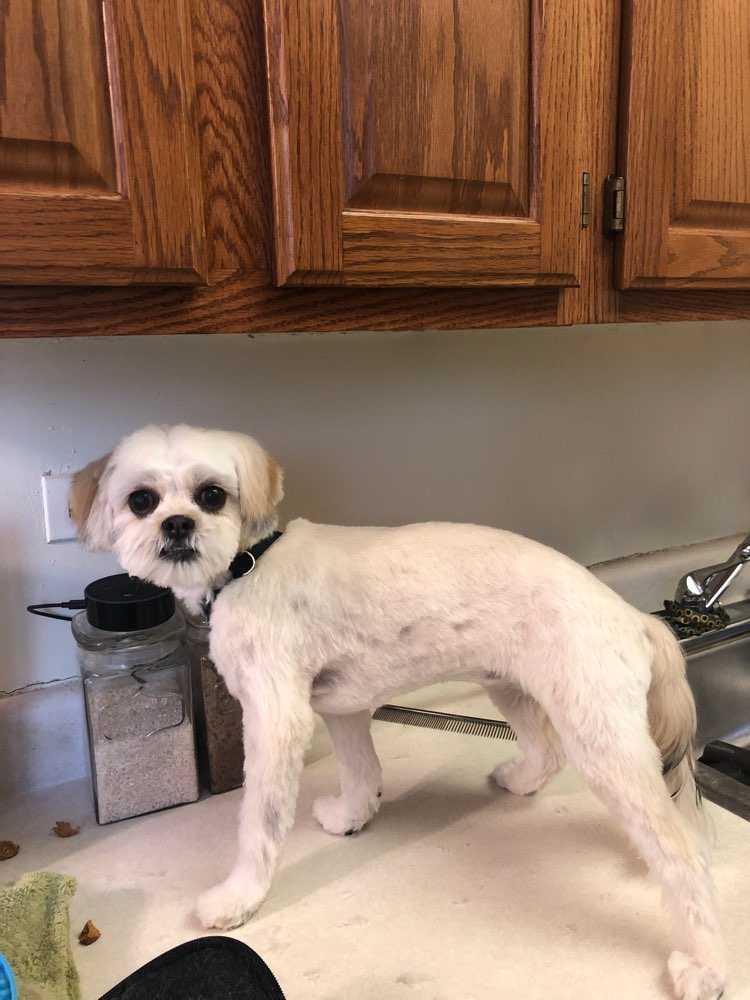 Dog Pet Photo