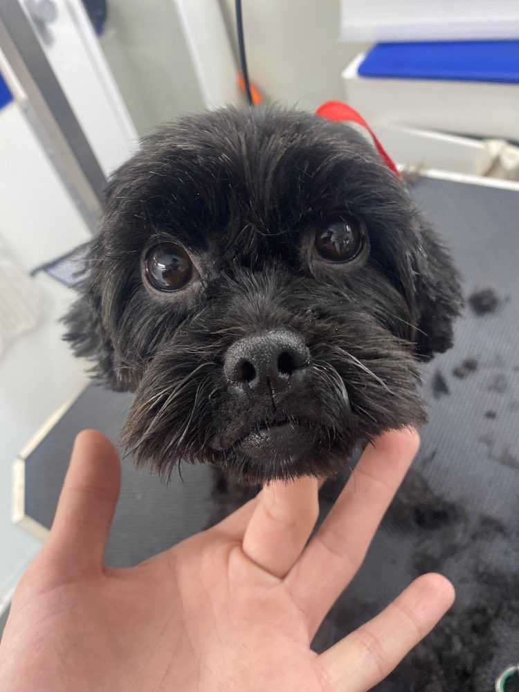 Pet