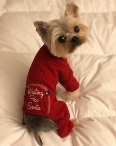 Dog Pet Photo