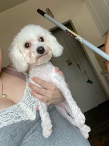 Pet