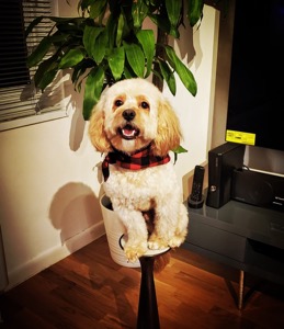 Pet