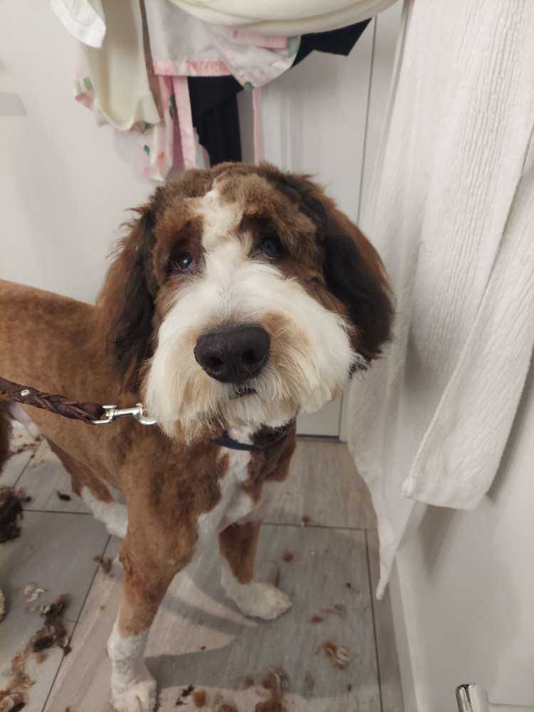 Dog Pet Photo