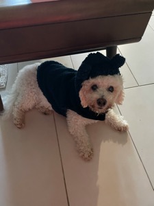 Buddy