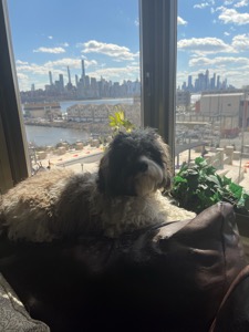 Dog Pet Photo