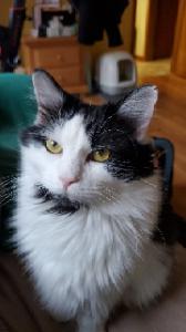 Bebe (Bibi)