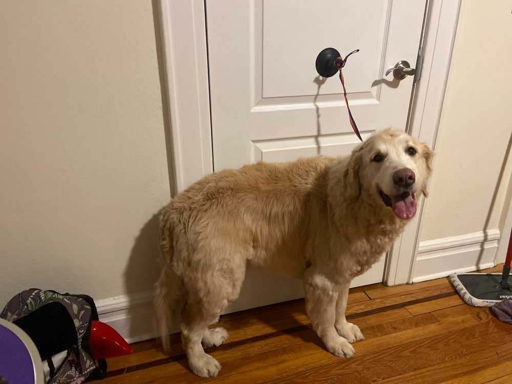 Dog Pet Photo