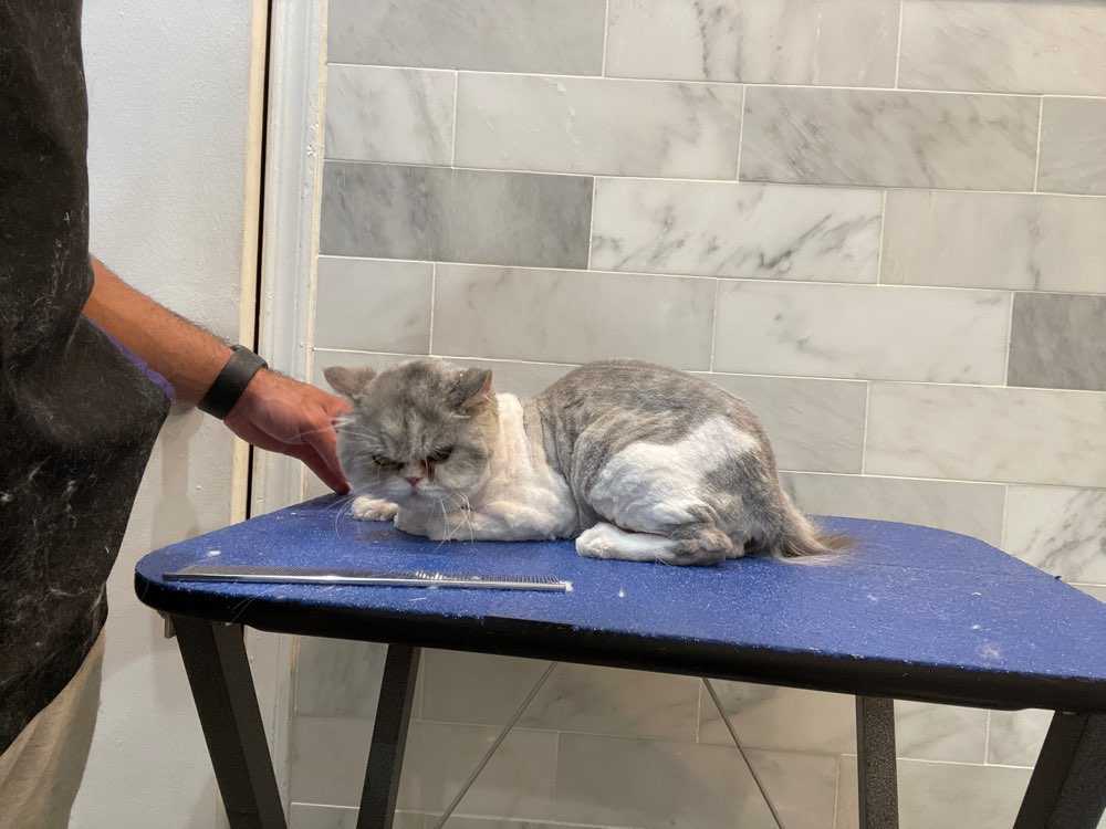 Pet