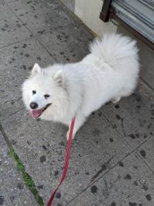 Emiko
