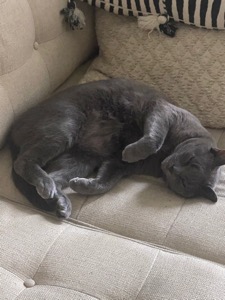 Pet