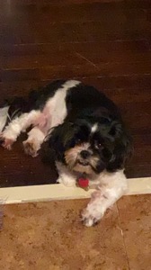 Dog Pet Photo