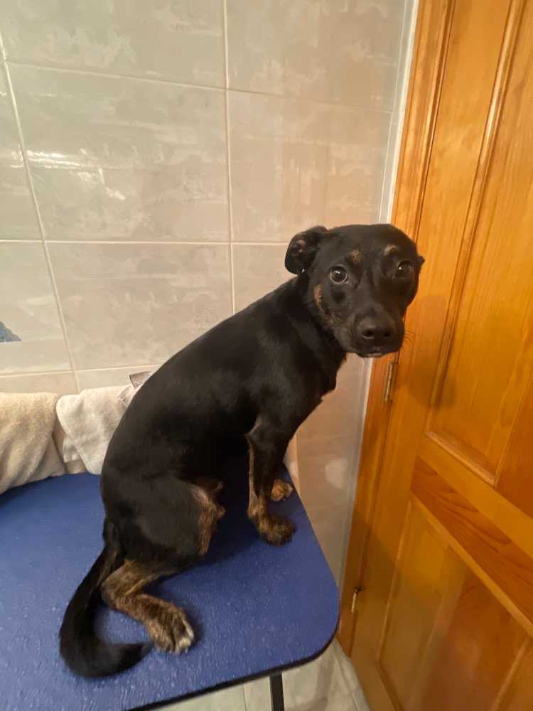 Dobby