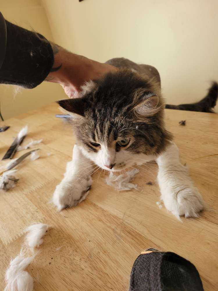 Elvis