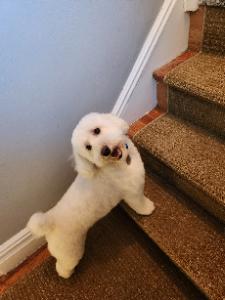 Rex