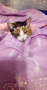 Marmalade