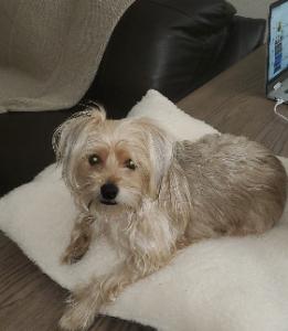 Dog Pet Photo