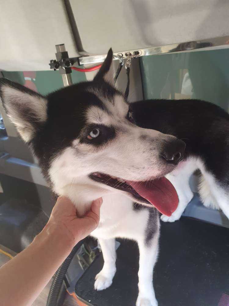 Simba