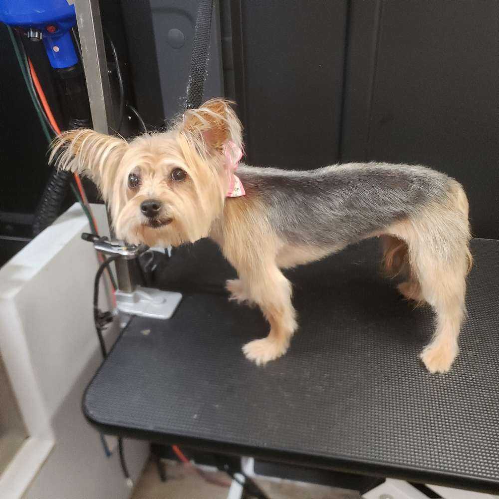 Lola