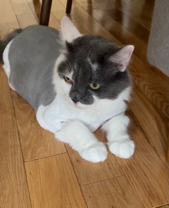 Elliot
