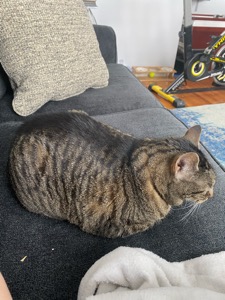 Pippa