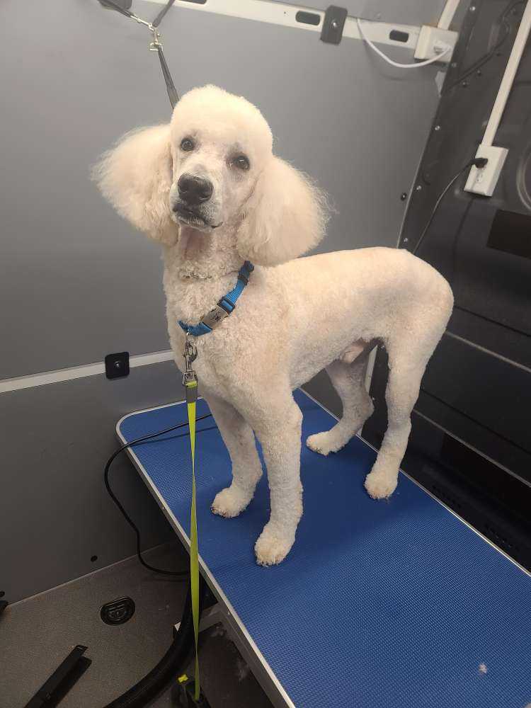 Chico