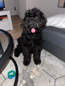 Pet
