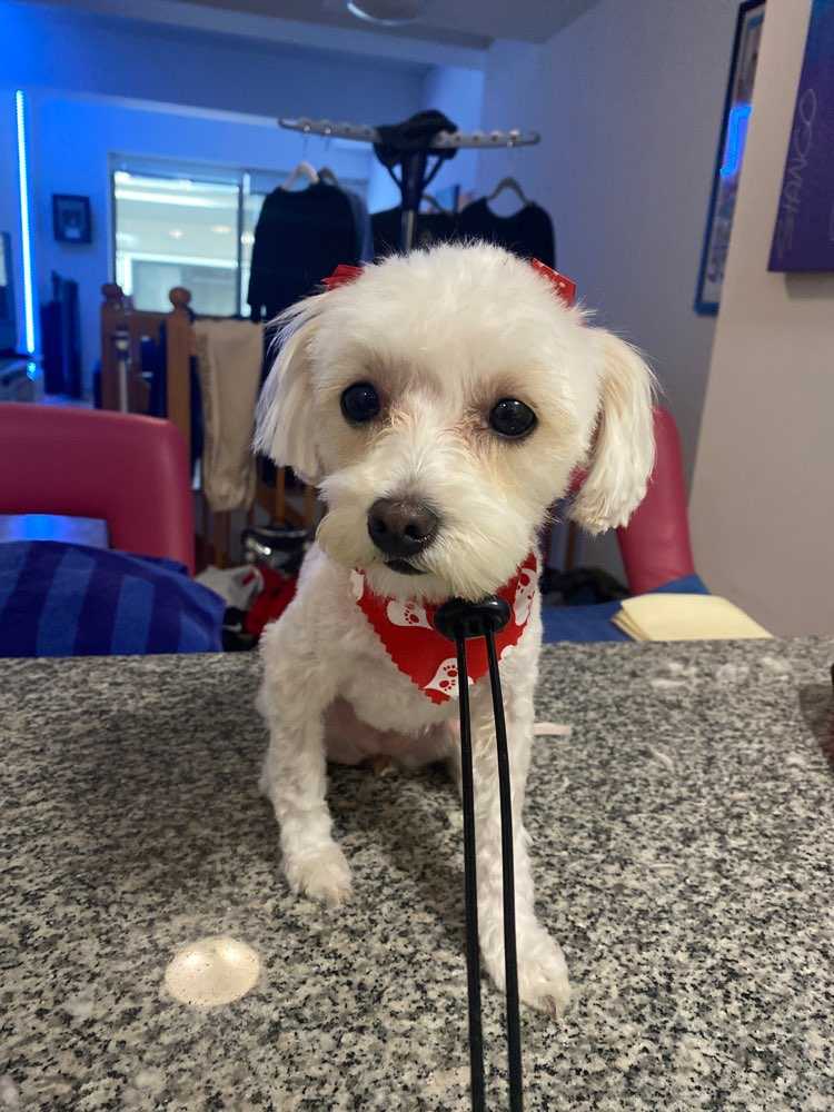 Dog Pet Photo