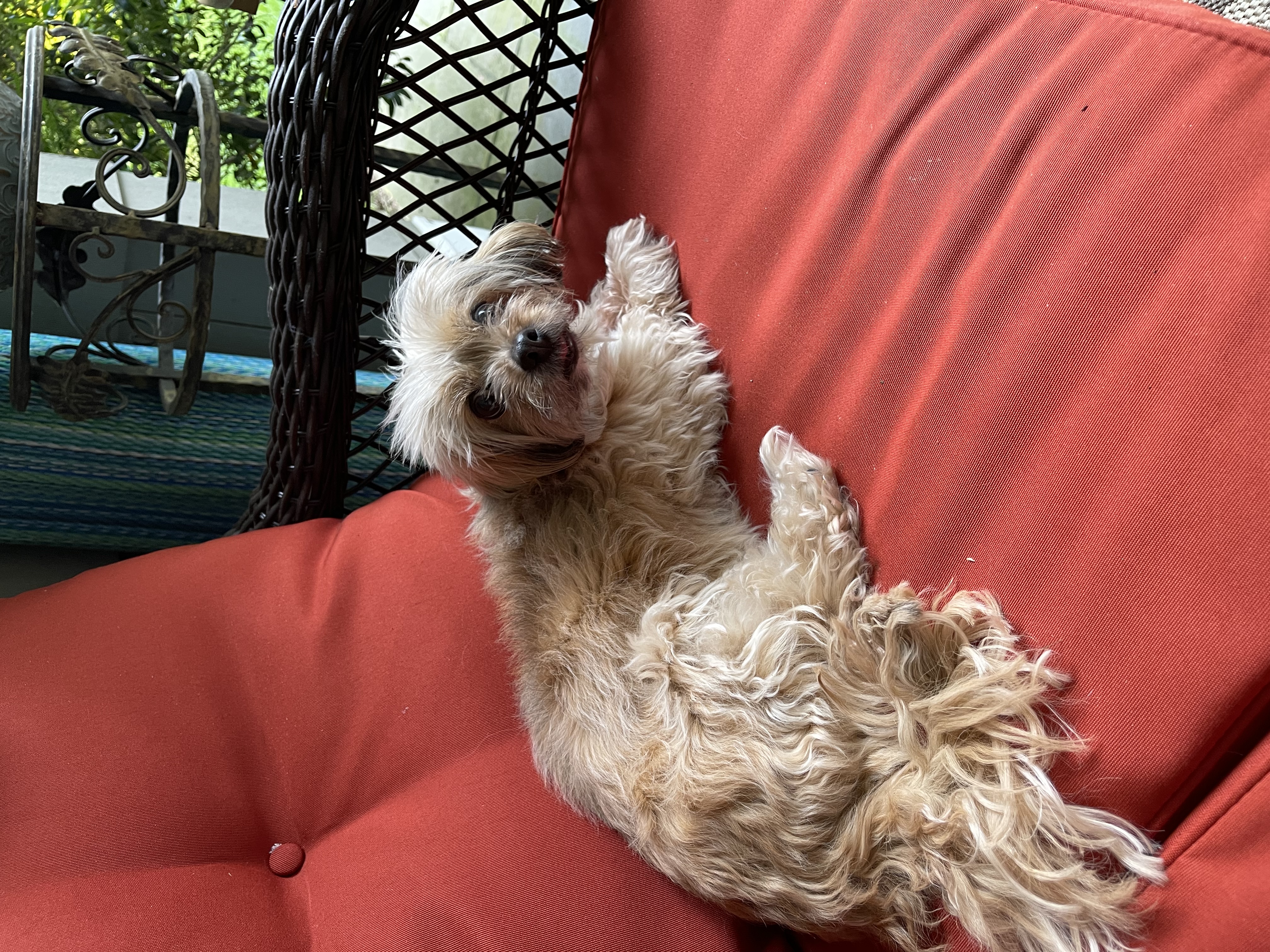 Princesa