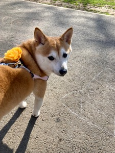 Pet