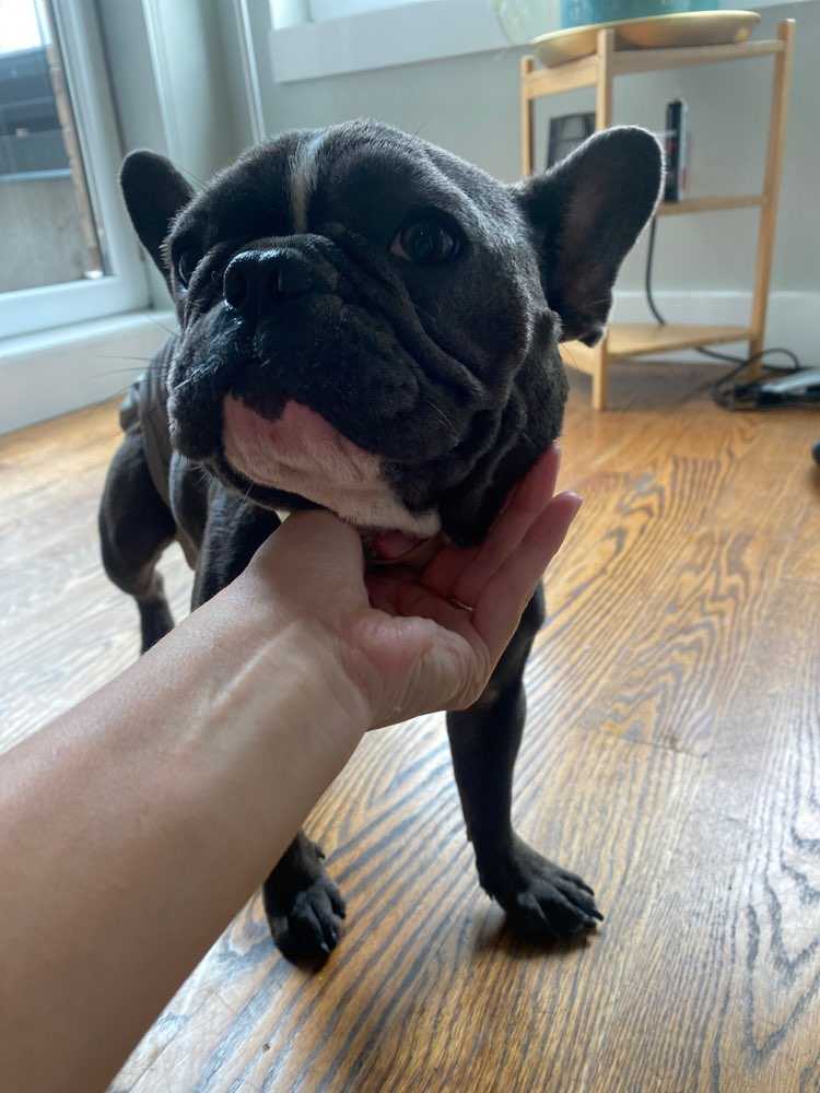 Dog Pet Photo