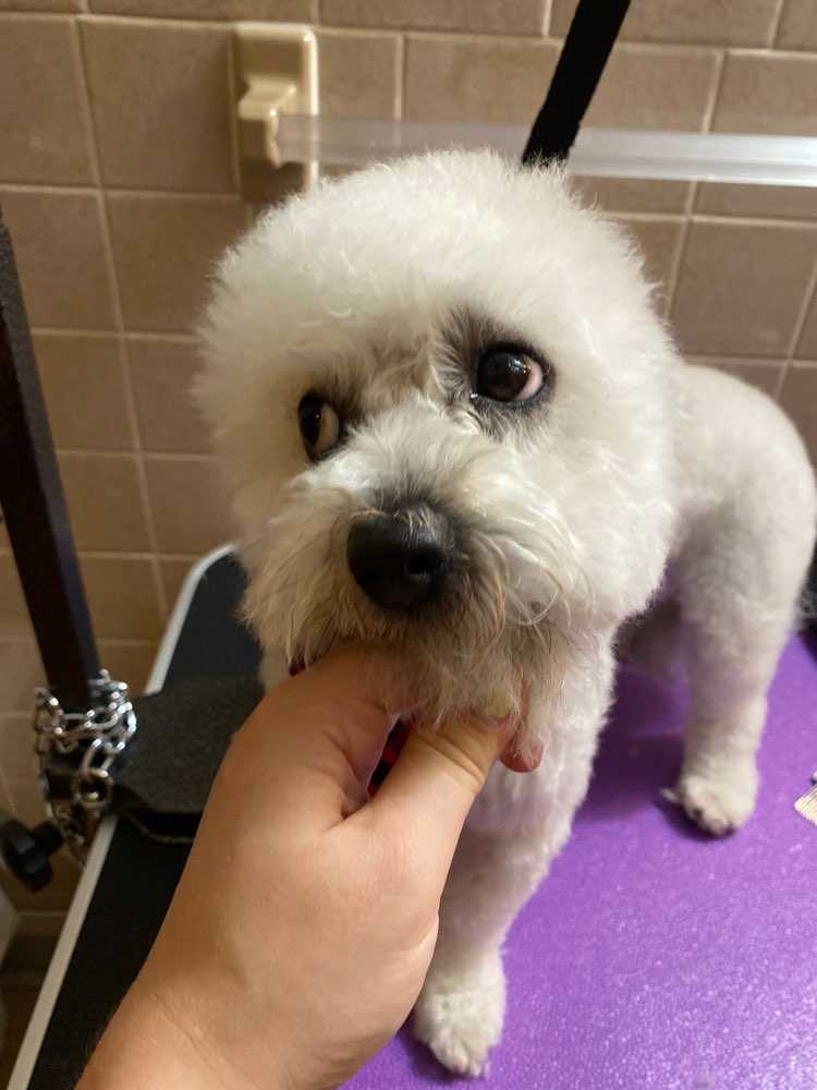 Mochi